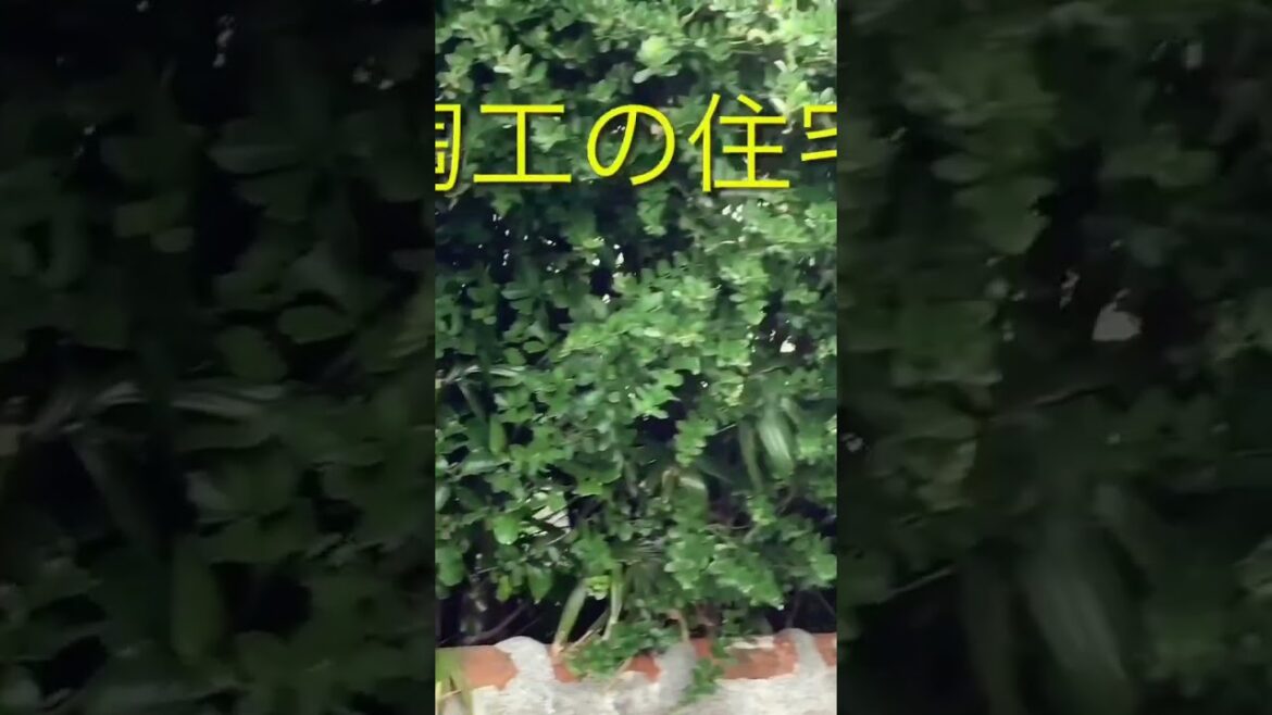 ショート⑧戦後発展した那覇の中心市街地を巡る。(Tour the central city area of ​​Naha, which developed after the war.)