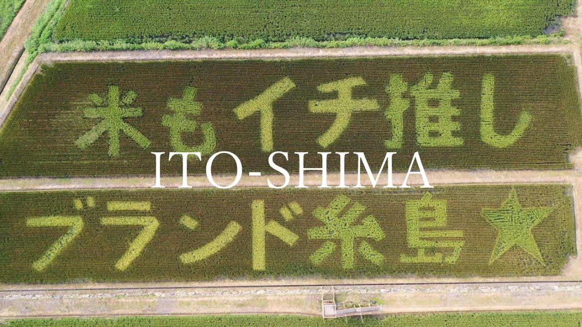 赤米アート ~SNS10秒~ 赤米アート ~SNS10秒~