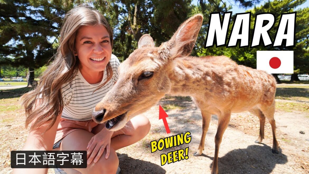 Day Trip from Osaka to Nara to Feed Japan’s Famous Deer Day Trip from Osaka to Nara to Feed Japan's Famous Deer