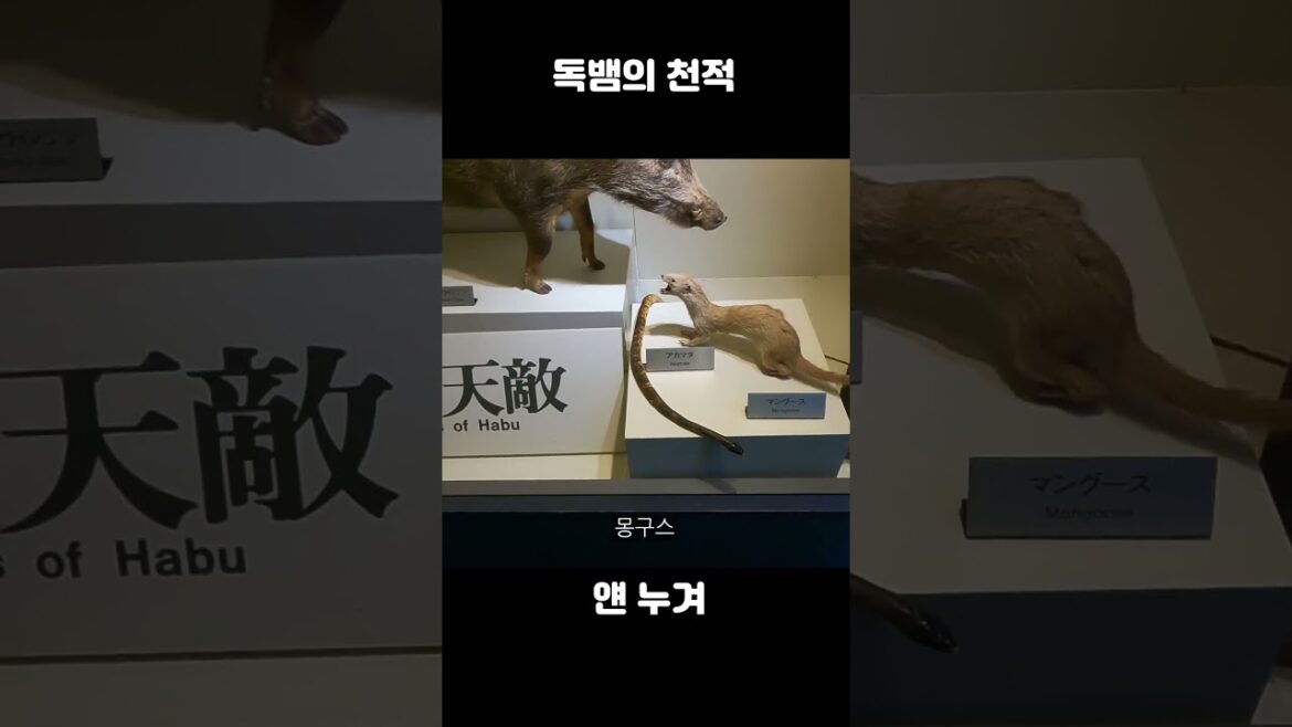 어라? 예상 외 독뱀의 천적