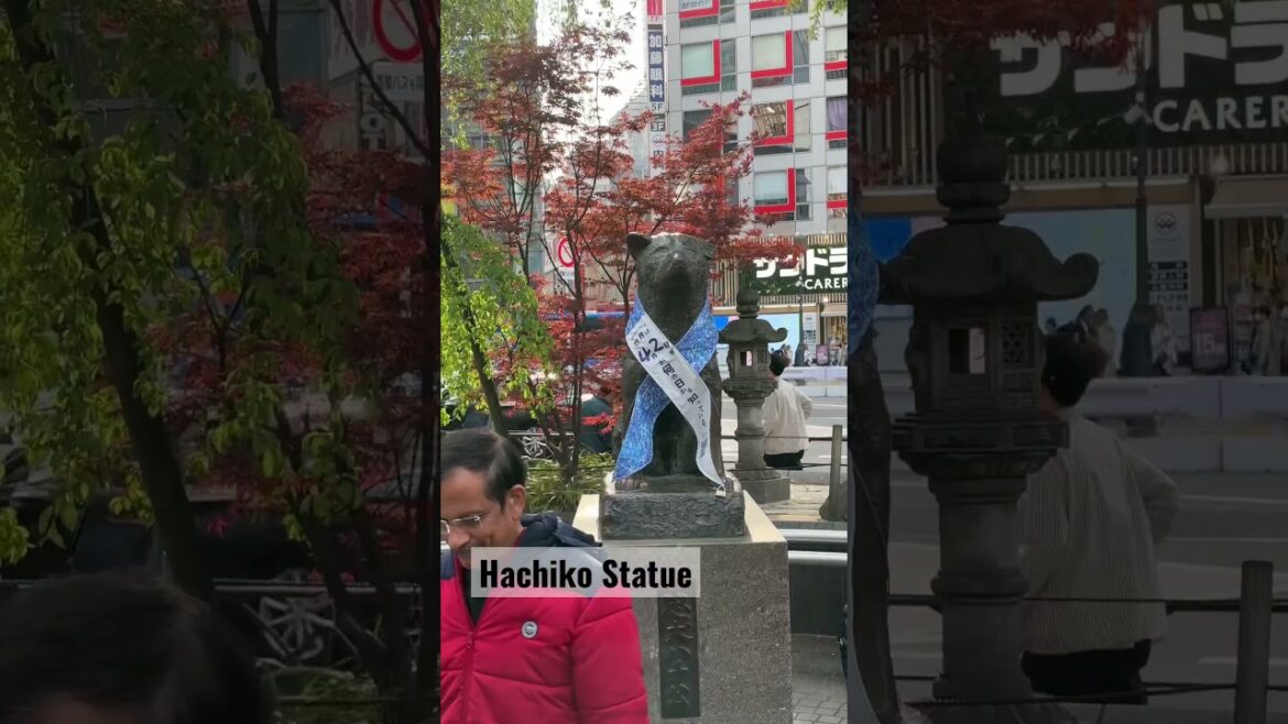 Famous Hachiko Statue. #hachiko #japan #travel #trending #tokyo #explore #shibuya #2023