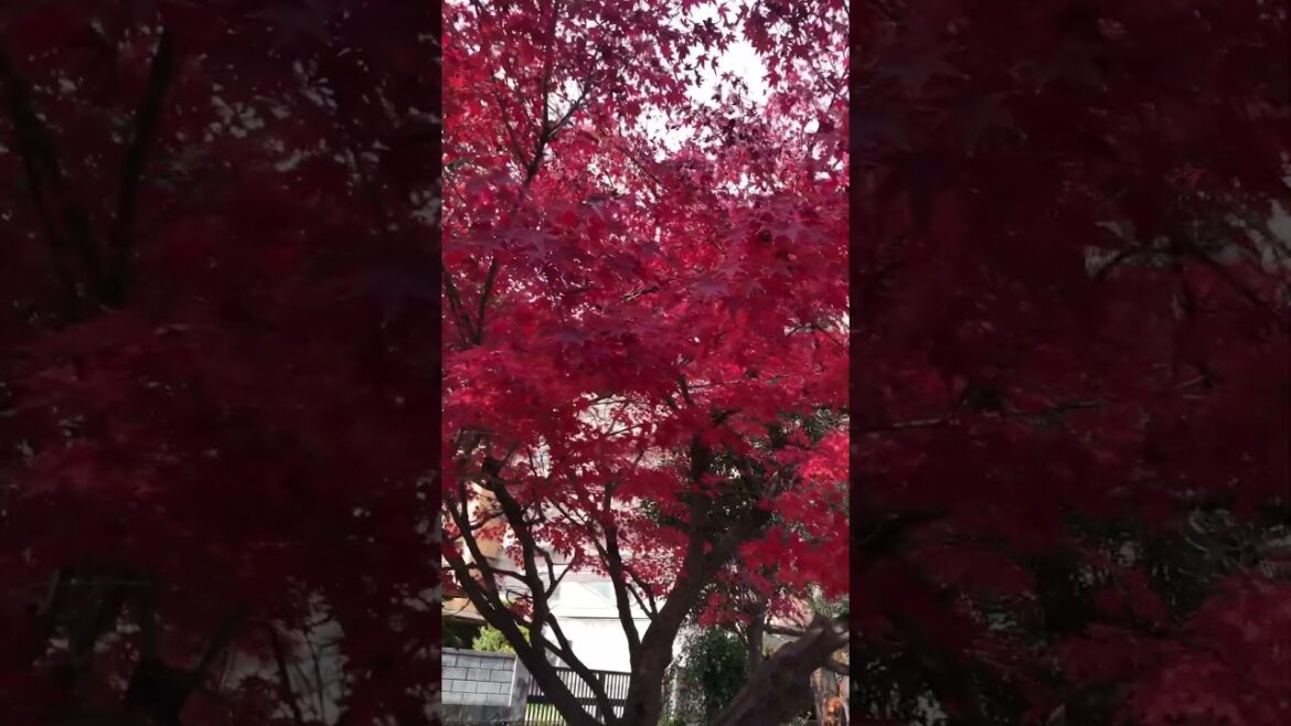 【JAPAN】Red Leaves in front of my house - Kubo Park