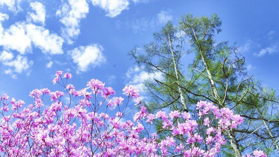 2019.04.26 河口湖富士桜ミツバツツジ祭 ／ 河口湖創造の森  [4K] #Azalea #FujiCherryBlossom #Kawaguchiko