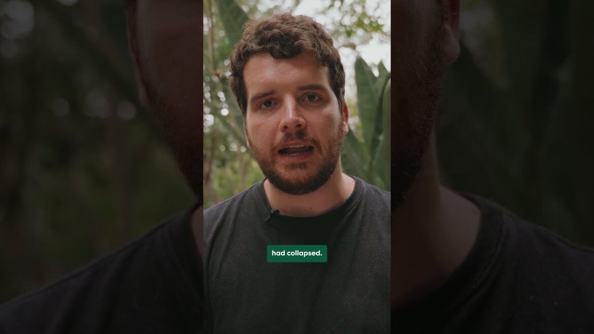 These Penguins may go EXTINCT 🐧  #brighttrip  #travelsmarter #shorts