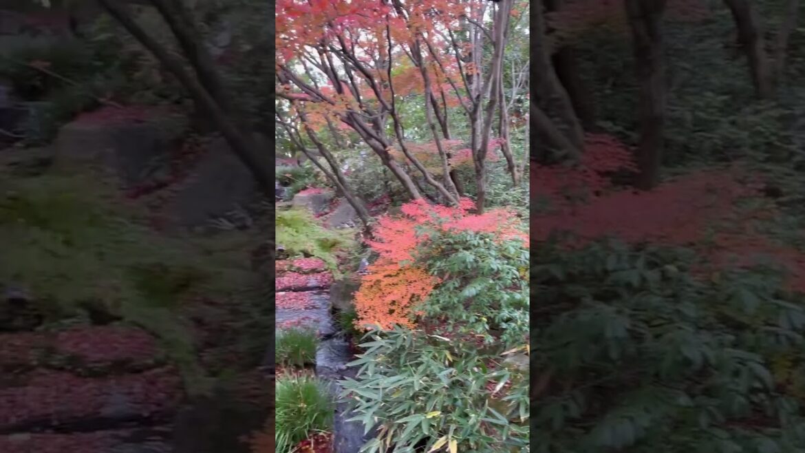 【JAPAN】Japanese Mood with Red Leaves - Himeji Castle Kokoen