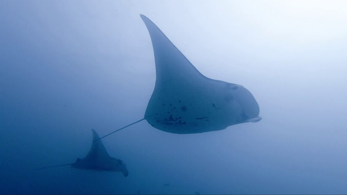 『潛啤人-帛琉』鯊魚 MANTA 龍王鯛 風暴想要什麼就有什麼，這一次帛琉自助潛水，果真沒有白來！！！！！