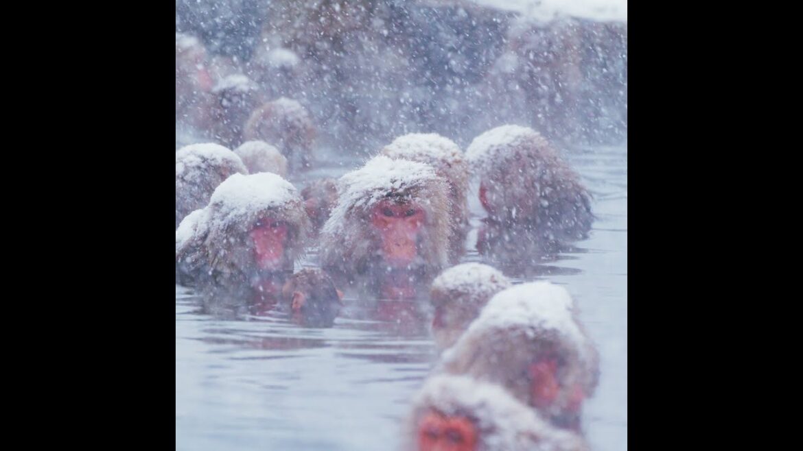 Jigokudani: A Unique Wilderness Where Snow Monkeys Bathe in Hot Springs
