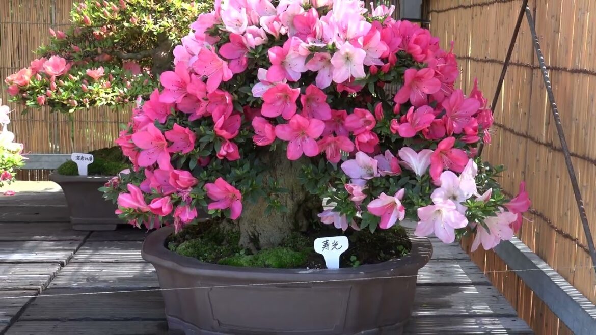 Bonsai Satsuki Show 2017 in Japan 4K Ultra HD Bonsai Satsuki Show 2017 in Japan 4K Ultra HD