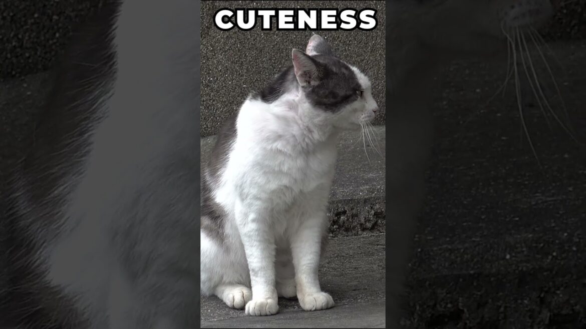 Little Tiny Fluffy Cat #cat #catvideo #cute #japan #vlog #japantravel #straycat #stray #white #gray
