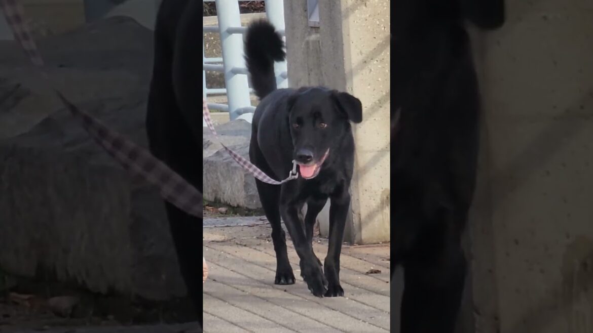 cute black dog looking for corgi and akita cute black dog looking for corgi and akita