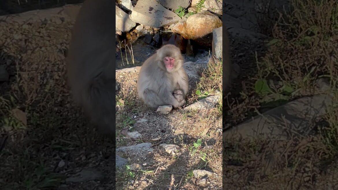 Snow Monkey ๐#snowmonkey #shorts #animalshorts #travel #animals #macaque #wildlife #japan #monkeys Snow Monkey ๐#snowmonkey #shorts #animalshorts #travel #animals #macaque #wildlife #japan #monkeys