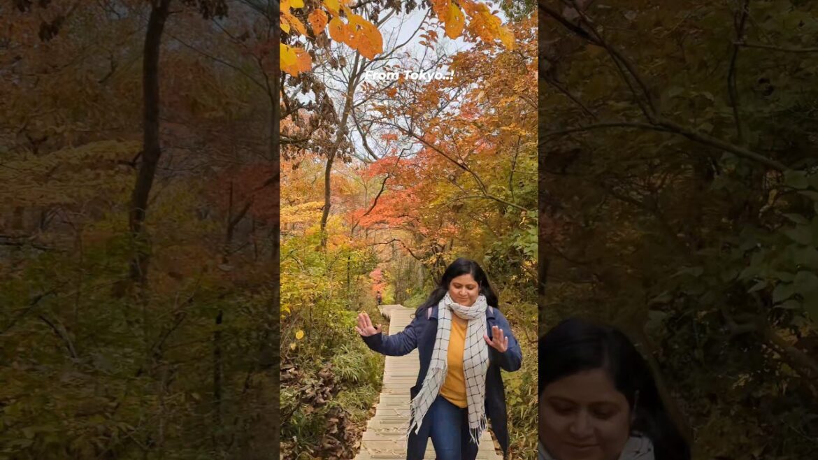 Exploding COLORS 🍁 of JAPAN! 😍 Don't miss this place on your Japan trip! #shorts #japan #ytshorts