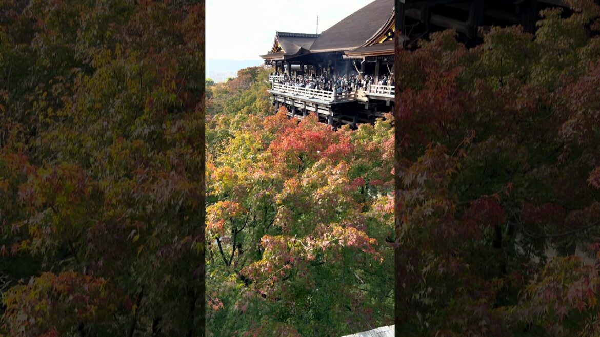 Koyto Station Japan : Arashiyama, Fushimi Inari Shrine, and More! | Ultimate Kyoto Travel Vlog Koyto Station Japan : Arashiyama, Fushimi Inari Shrine, and More! | Ultimate Kyoto Travel Vlog