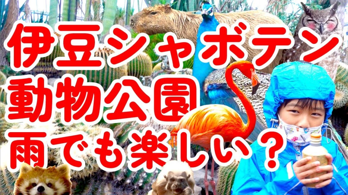 【子連れお出かけ旅行】伊豆シャボテン公園で雨だけど子供は楽しめる⁈🤔 【子連れお出かけ旅行】伊豆シャボテン公園で雨だけど子供は楽しめる⁈🤔