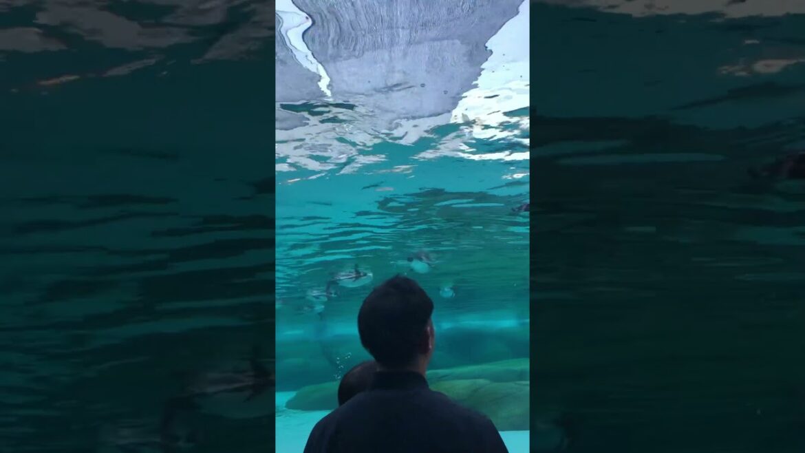 【OSAKA】Under the Sea…🎵 - Tennoji Zoo