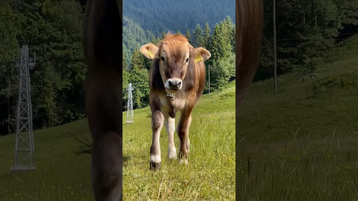 Our trip to italy – day 2 Switzerland | Italy Travel Vlog 2023 Our trip to italy - day 2 Switzerland | Italy Travel Vlog 2023