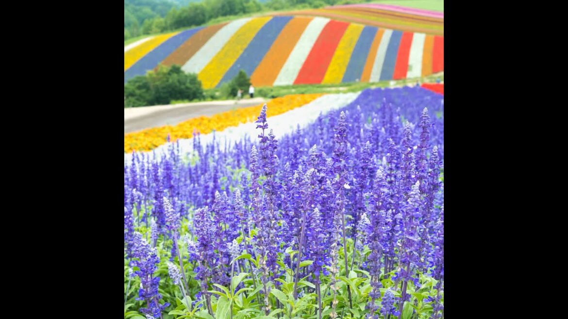 Furano: A Palette of Colors in Hokkaido's Picturesque Countryside