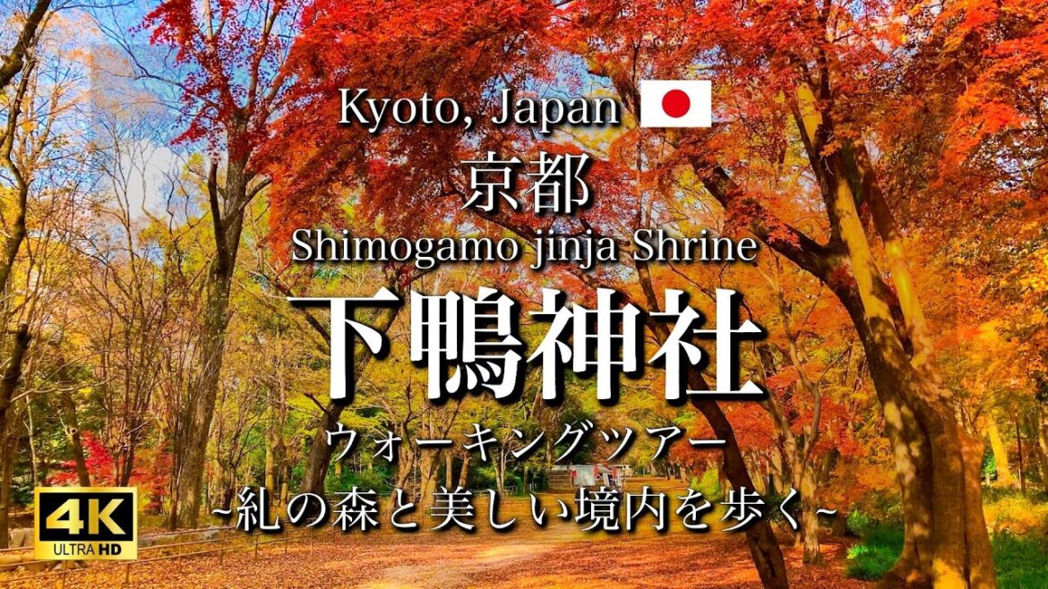 Shimogamo Shrine, a World Heritage Site in Kyoto, Japan | Beautiful Forest and Autumn Leaves [4K]