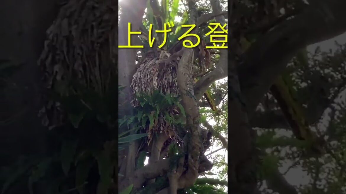 ショート⑩戦後発展した那覇の中心市街地を巡る。(Tour the central city area of ​​Naha, which developed after the war.)