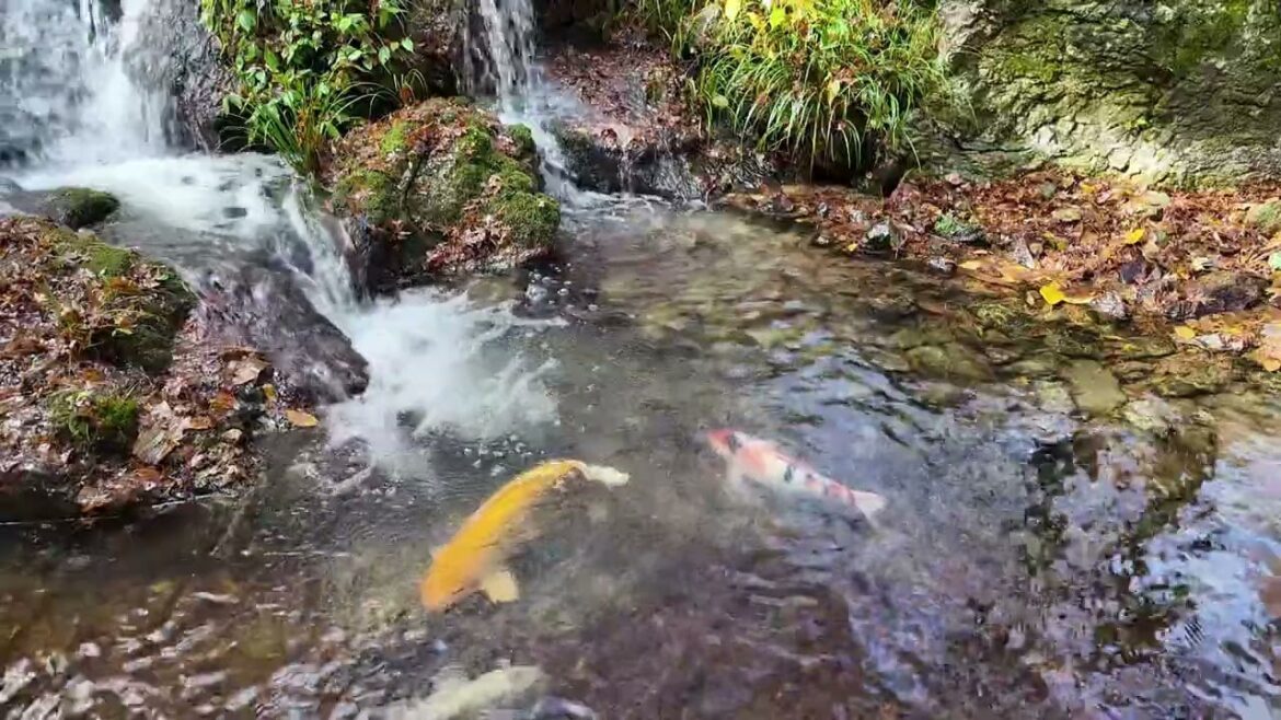 Hamamatsu Castle Park | Beautiful Japanese gardens with waterfalls