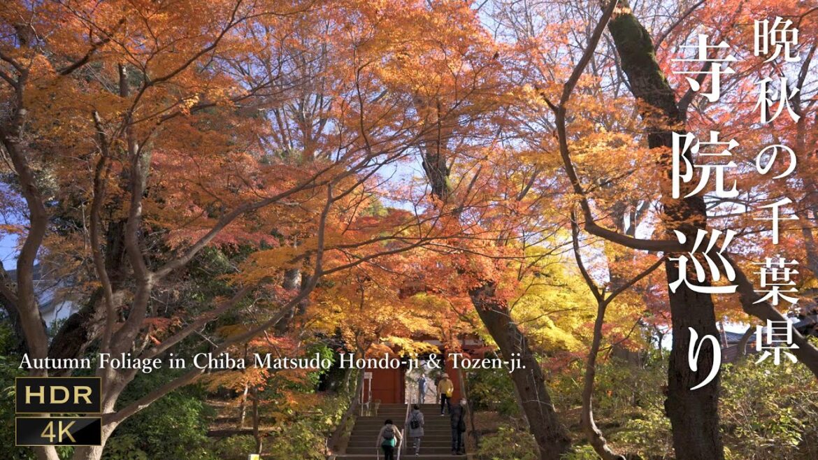 [ 4K JAPAN WALK ]千葉の紅葉 松戸 本土寺＆東漸寺 Autumn Foliage in Chiba Matsudo Hondo-ji & Tozen-ji 千葉の紅葉狩り