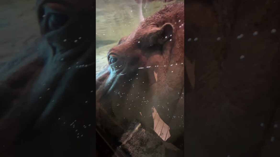 横目で見てくるカバ　円山動物園 / Hippopotamus in Maruyama Zoo.