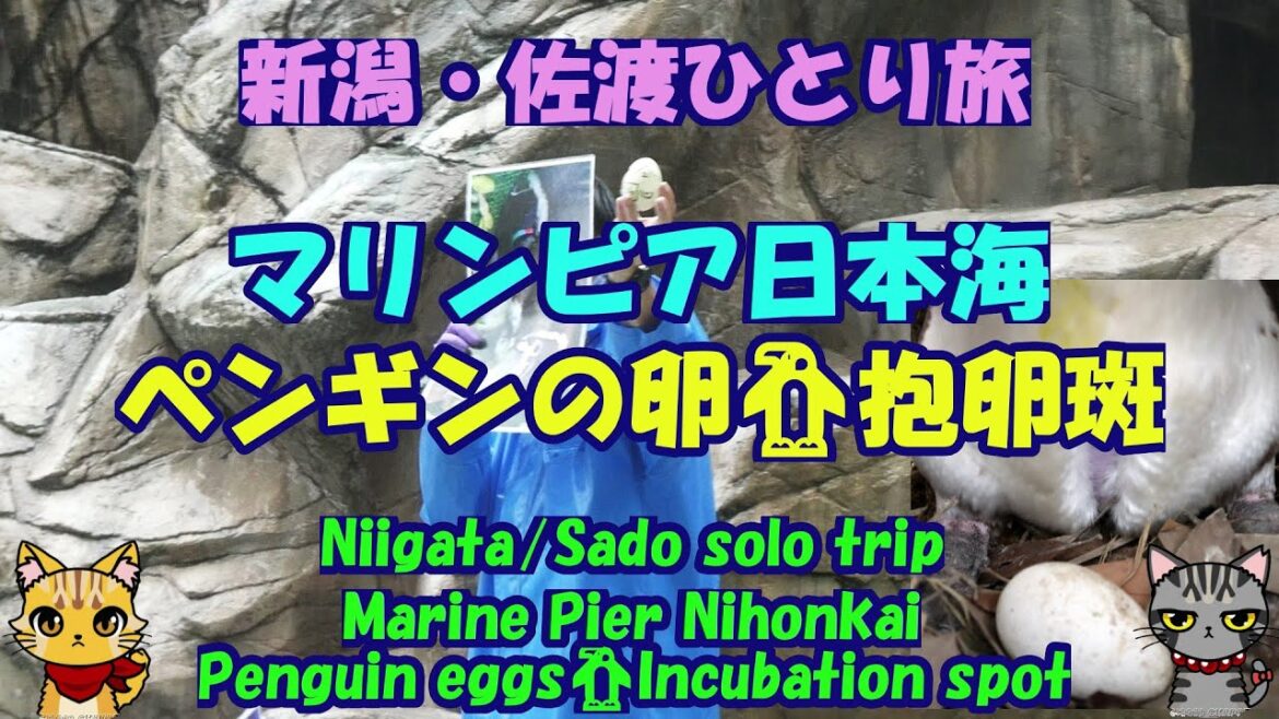 新潟・佐渡ひとり旅★マリンピア日本海★ペンギンの卵🐧抱卵斑・Marine Pier Nihonkai・Penguin eggs🐧Incubation spot・Niigata/Sado trip
