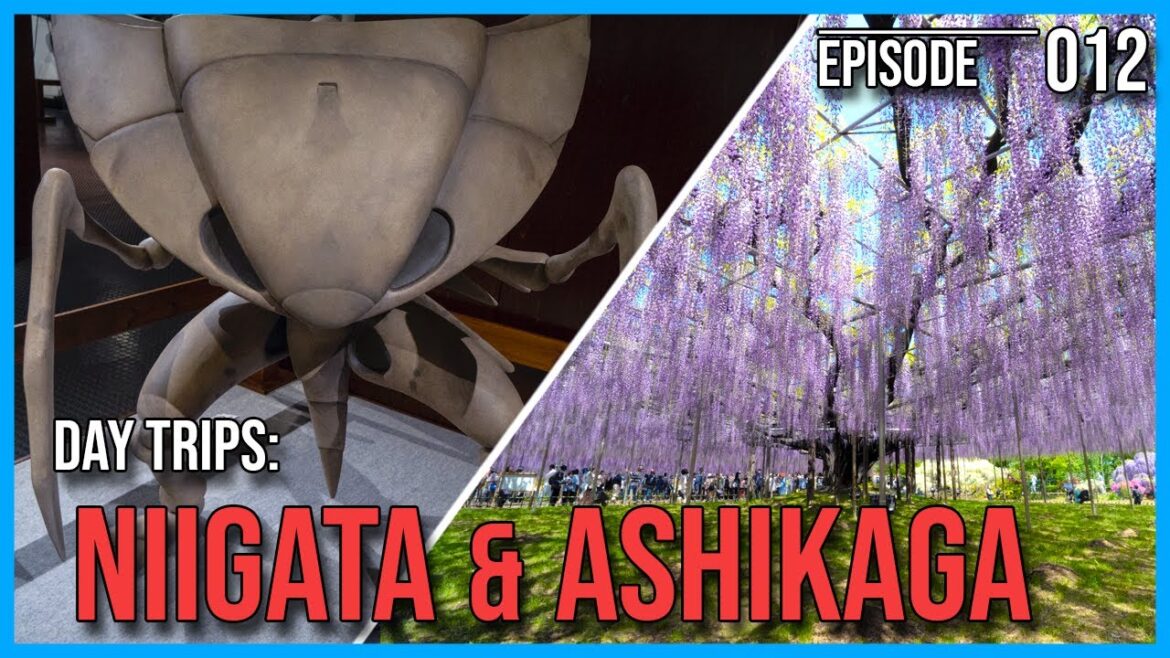 Pokémon Fossil Museum in NIIGATA & ASHIKAGA Flower Park // Japan Vlog - Episode 12