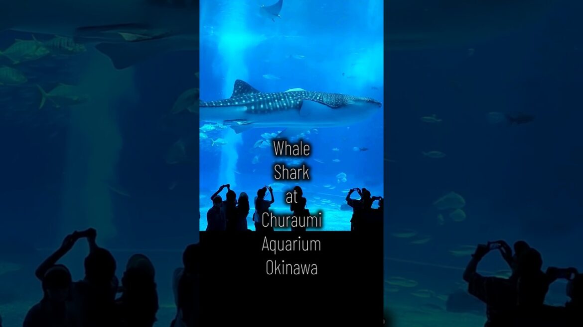 Churaumi Aquarium in Okinawa! Largest Aquarium in Japan 🐋🐬🦈 #okinawa #japan