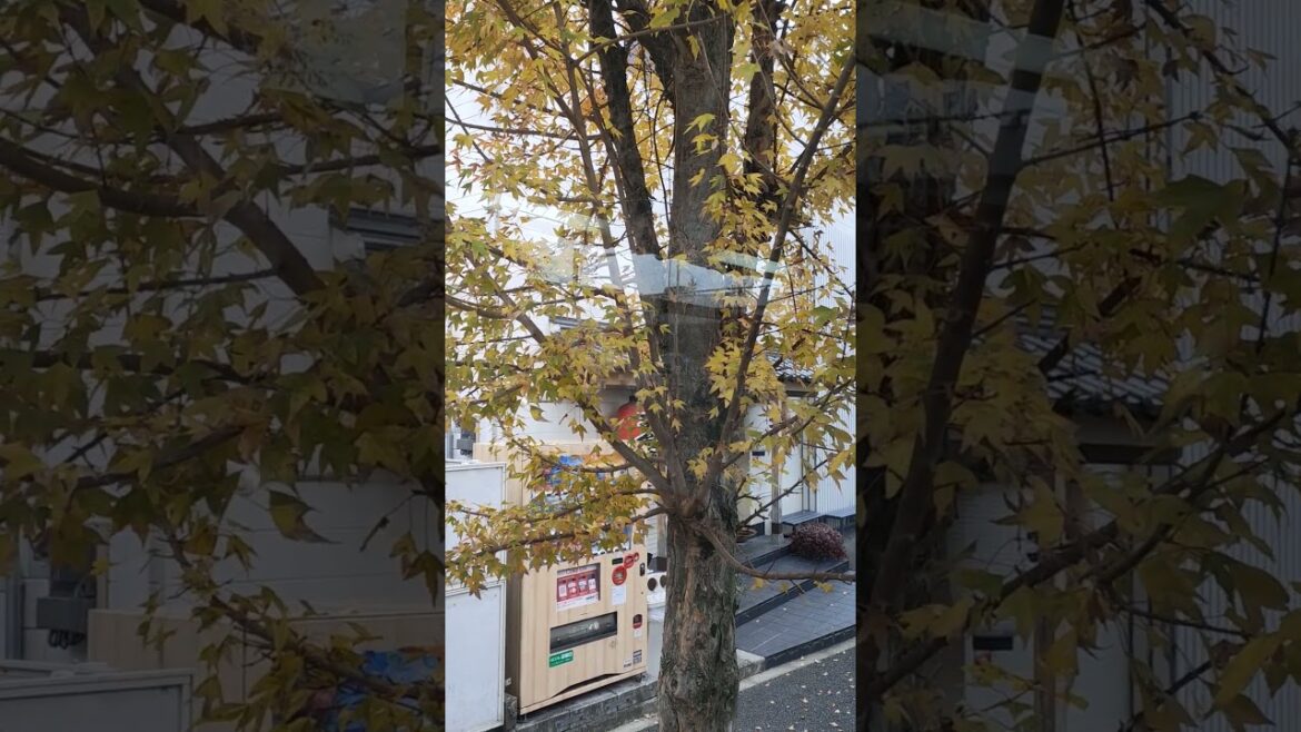 Autumn Tree, Japan #foryou #food #travel #streetfood #satisfying #japan #sushi