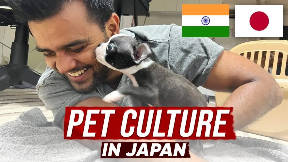 Pet culture in Japan II some dark sides too II Indian in Japan