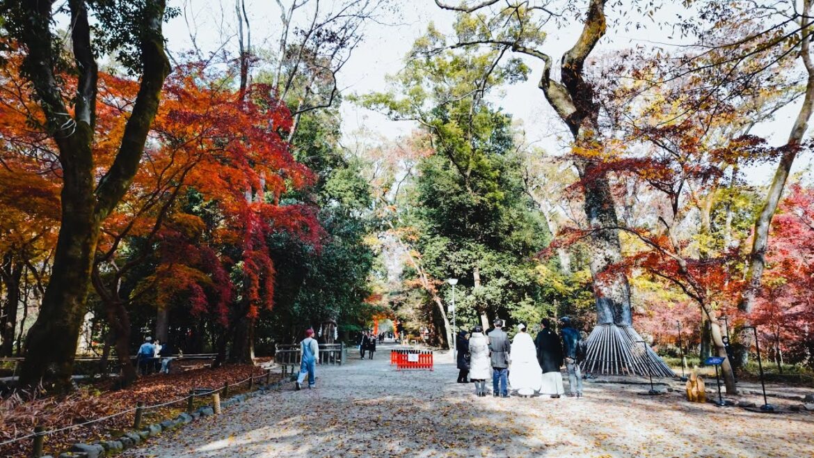 Kyoto in Late Autumn, Walk in the Tadasunomori, Shimogamo Shrine |4K ASMR| Binaural Ambience 京都 糺の森