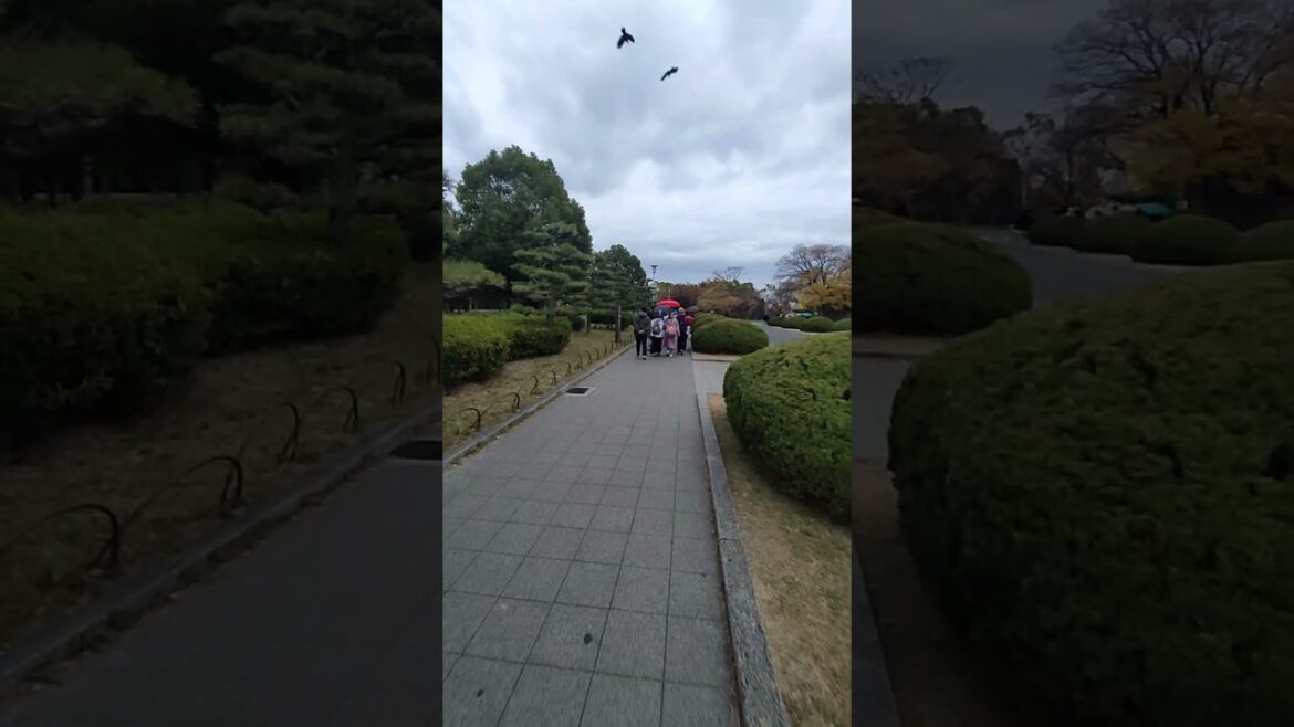 GoodBye Osaka Castle, See you Kobe, beautiful and wonderful Park, Sakura Tree, Japan #foryou #food GoodBye Osaka Castle, See you Kobe, beautiful and wonderful Park, Sakura Tree, Japan #foryou #food