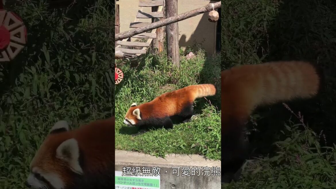 [北海道旅遊]旭山動物園 #北海道#shorts#北極熊#旭川#水豚#小熊貓#企鵝#國王企鵝