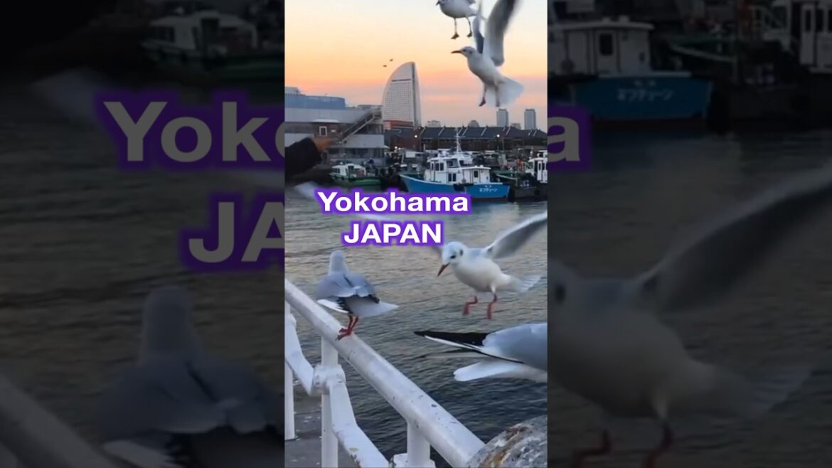 Peaceful Seagull Feeding in JAPAN #shorts #relaxing Peaceful Seagull Feeding in JAPAN #shorts #relaxing