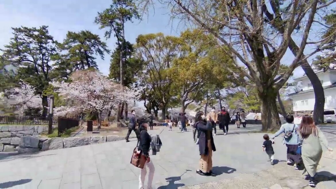 2304 Japan fukuoka kitakyushu kokura castle cherry blossom katsuyama park
