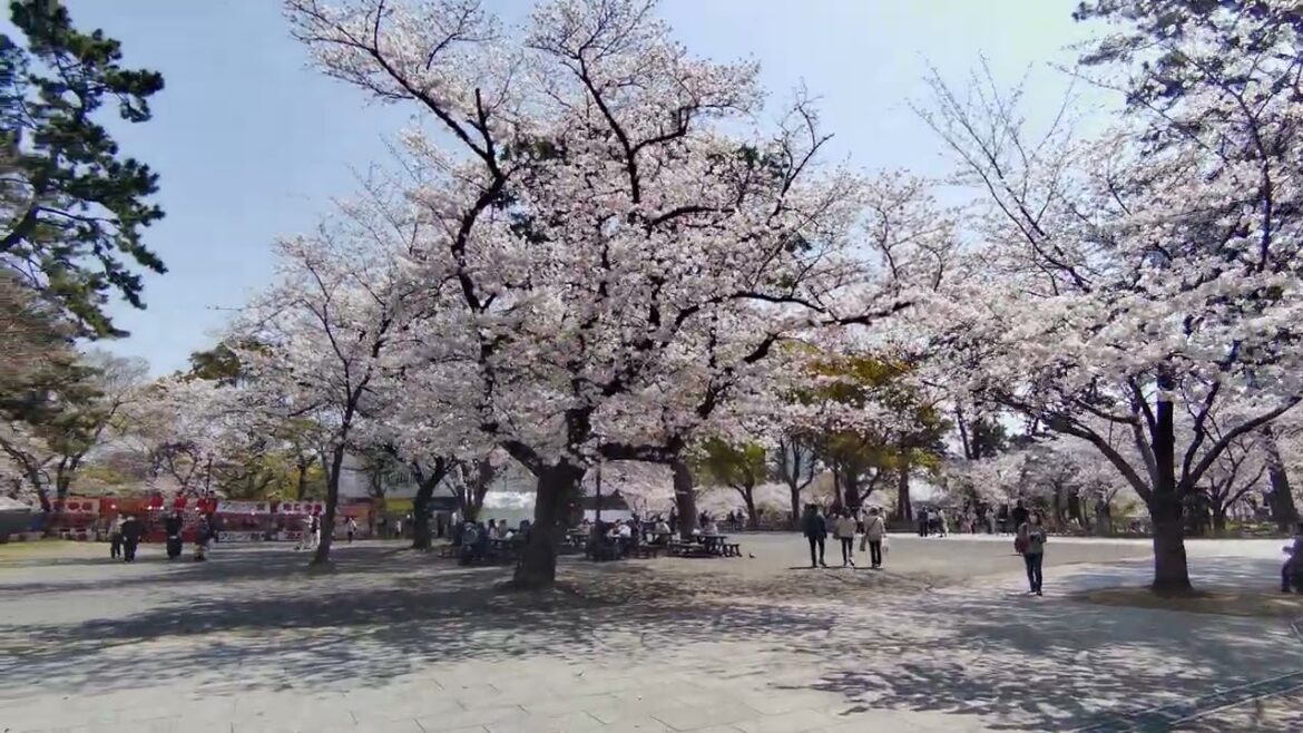 2304 Japan fukuoka kitakyushu kokura castle cherry blossom katsuyama park 2