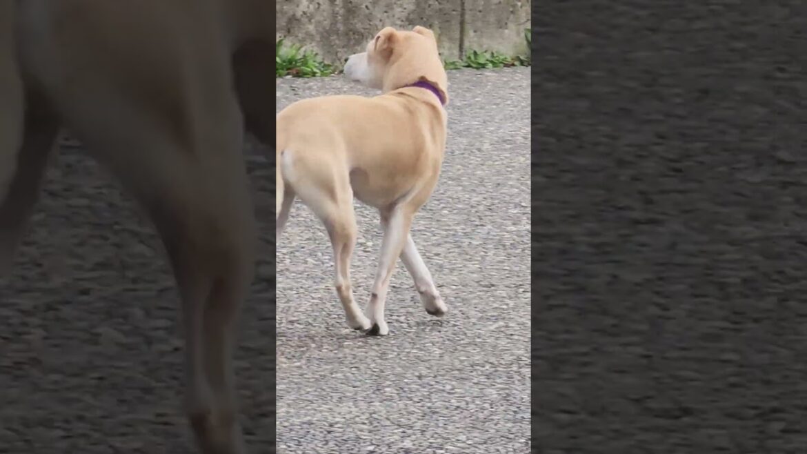 cute dog is meeting up with corgi and akita