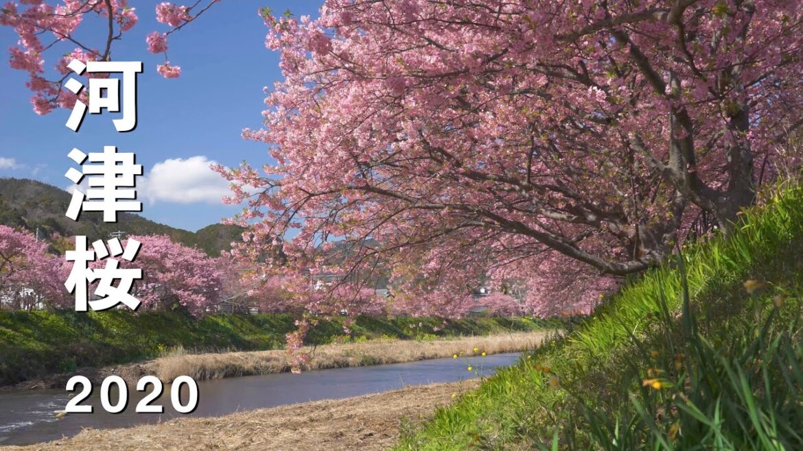 2020 河津桜まつり(4K) Kawazu Cherry Blossoms Festival(UHD)