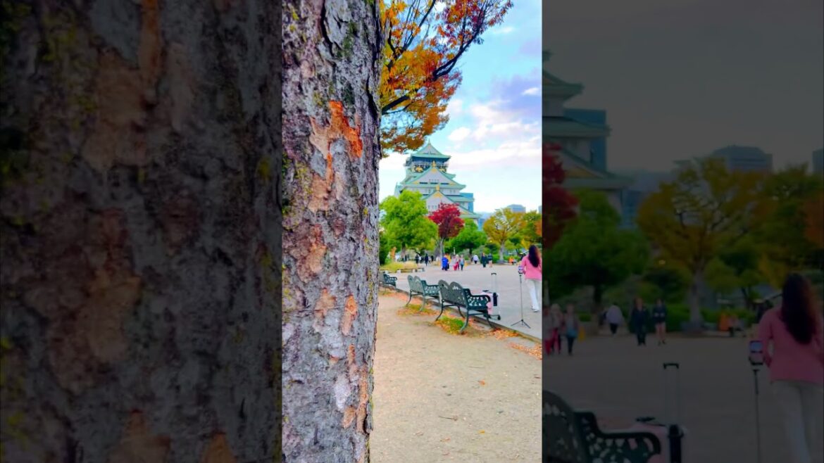 Osaka Castle #follow #youtubeshorts #youtube #japan #gaytravel #outasiatravel #shorts #tiktok #short