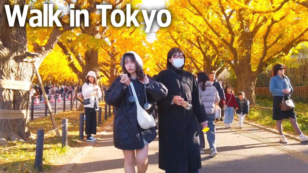 Tokyo walking tour – Famous ginkgo trees in Minato Ward♪ (Dec. 2023) Tokyo walking tour - Famous ginkgo trees in Minato Ward♪ (Dec. 2023)