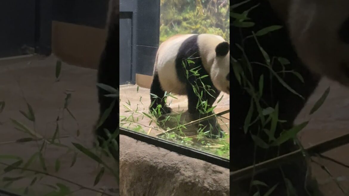 パンダが歩けば世界が笑う#Shorts
