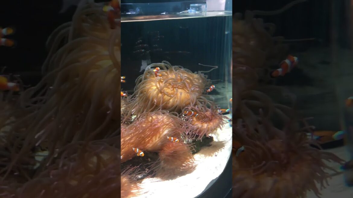 【OSAKA】Must-See Tourist Attractions- Finding Nemo!? at NIFREL