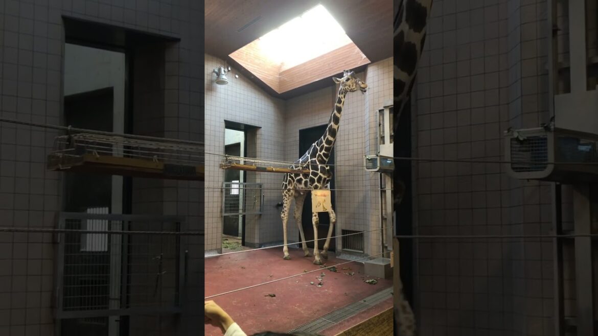 【OSAKA】Must-See Tourist Attractions - Tennoji Zoo Giraffe