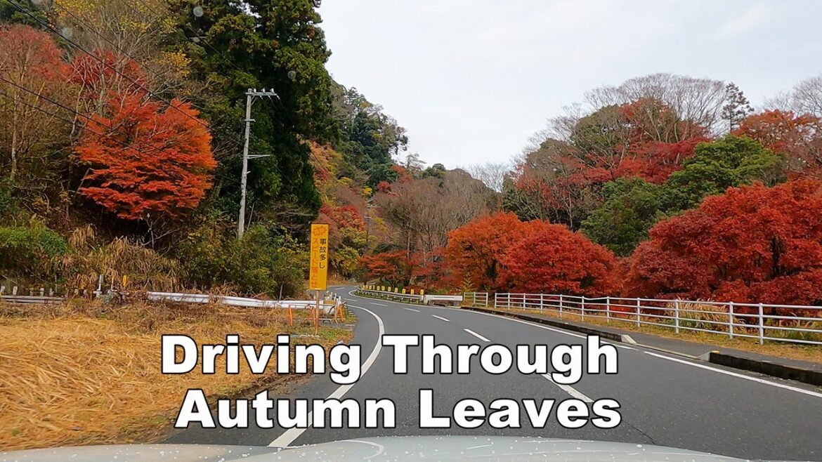 Autumn Leaves - Japanese Countryside Drive