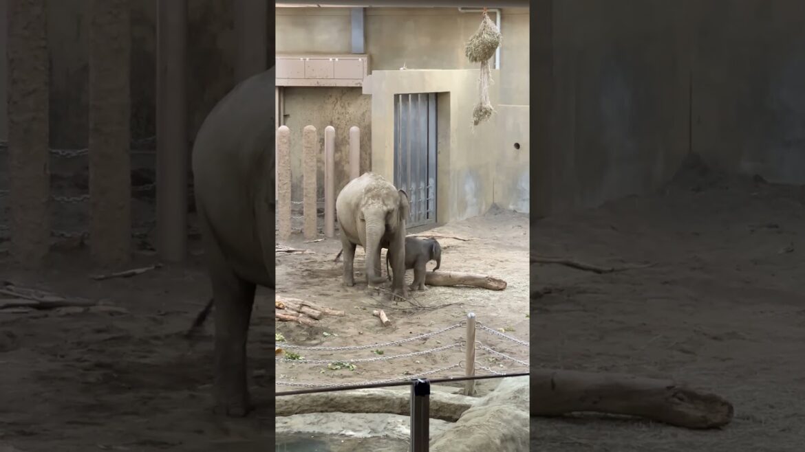 アジアゾウの赤ちゃん　円山動物園 / Asian elephant in Maruyama Zoo.