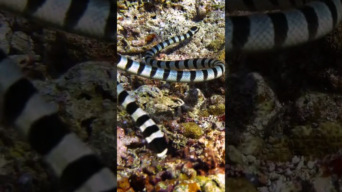 Philippines' Stunning Underwater Paradise. #shorts