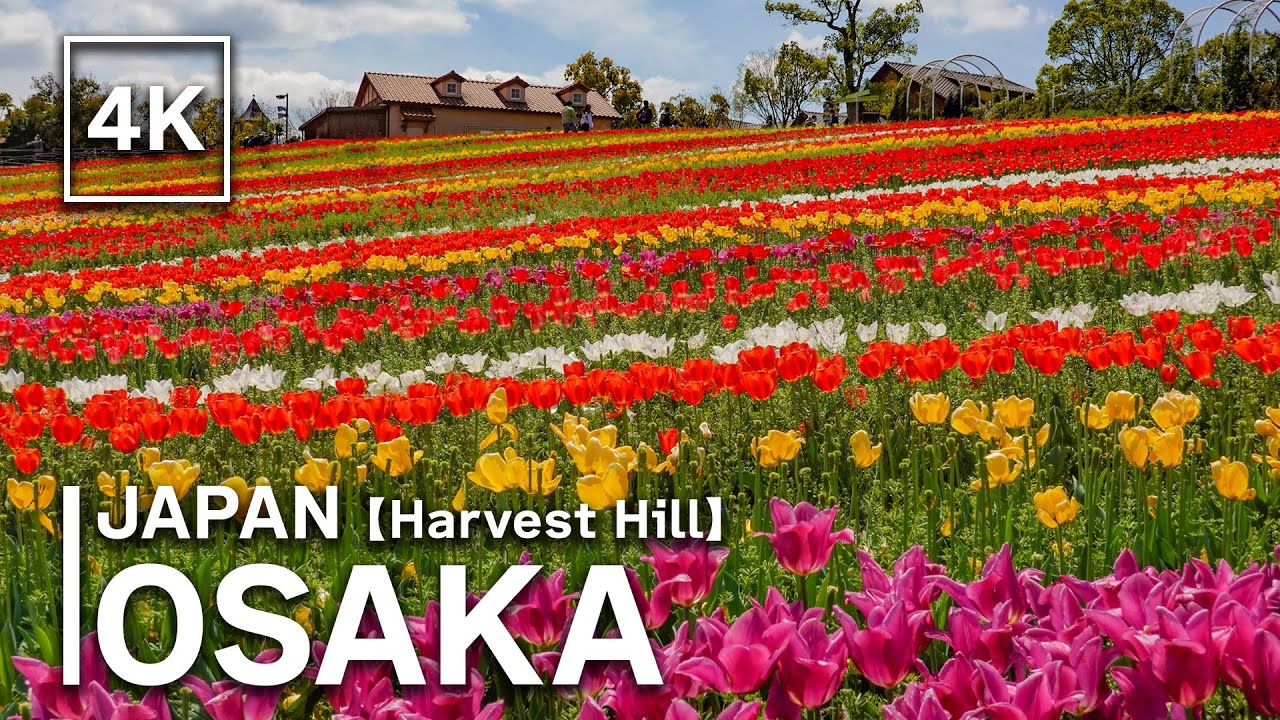 OSAKA 60,000 tulips in full bloom on Harvest Hill Japan Walking