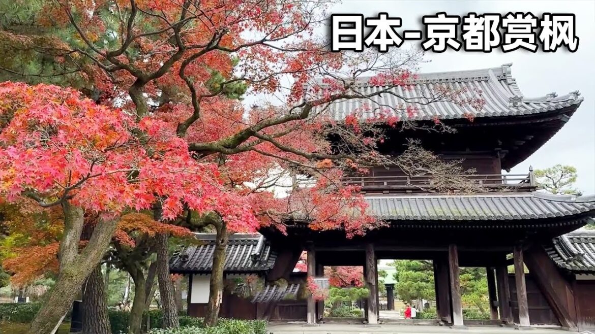 日本京都赏枫之旅！逛逛京都清水寺，感受一样的深秋红叶别致的浪漫！【行走世界的北京老刘】