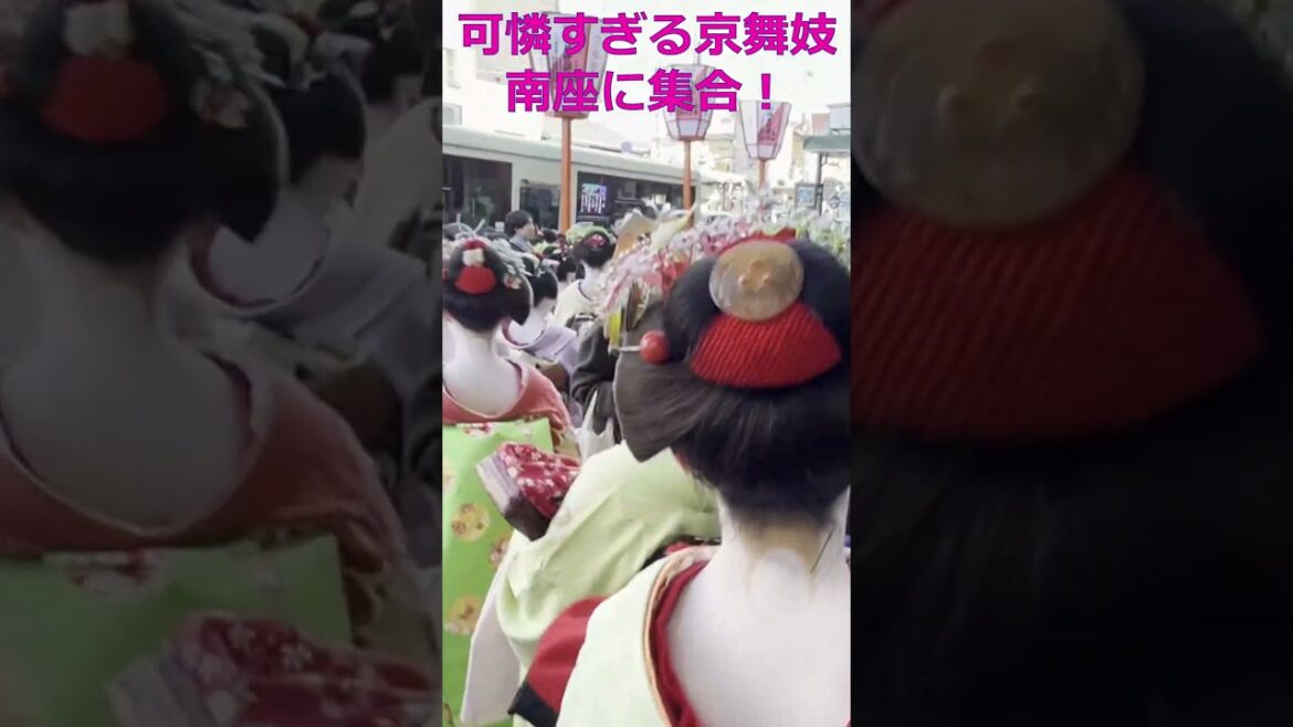 #舞妓 #歌舞伎 #南座  #京都の舞妓さん #吉例顔見世興行 #花街総見 #京都観光 #Kyoto shrine #Kyoto Japan #shorts #maiko #asiantravel